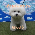 ぽこちゃんママさん専用ページ