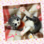 おねがいにゃんこNo.153