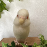 白いインコちゃん ご依頼品