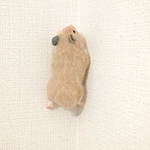 壁を登るキンクマさん
