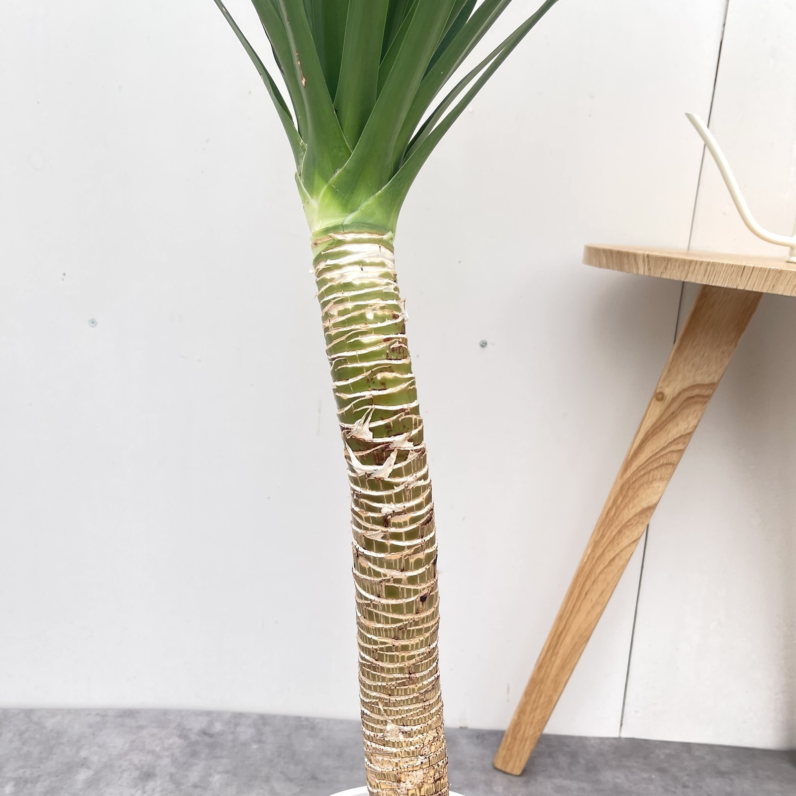 ドラセナ カンボジアーナ ブラックパール 35【現品】☆希少☆ 観葉植物