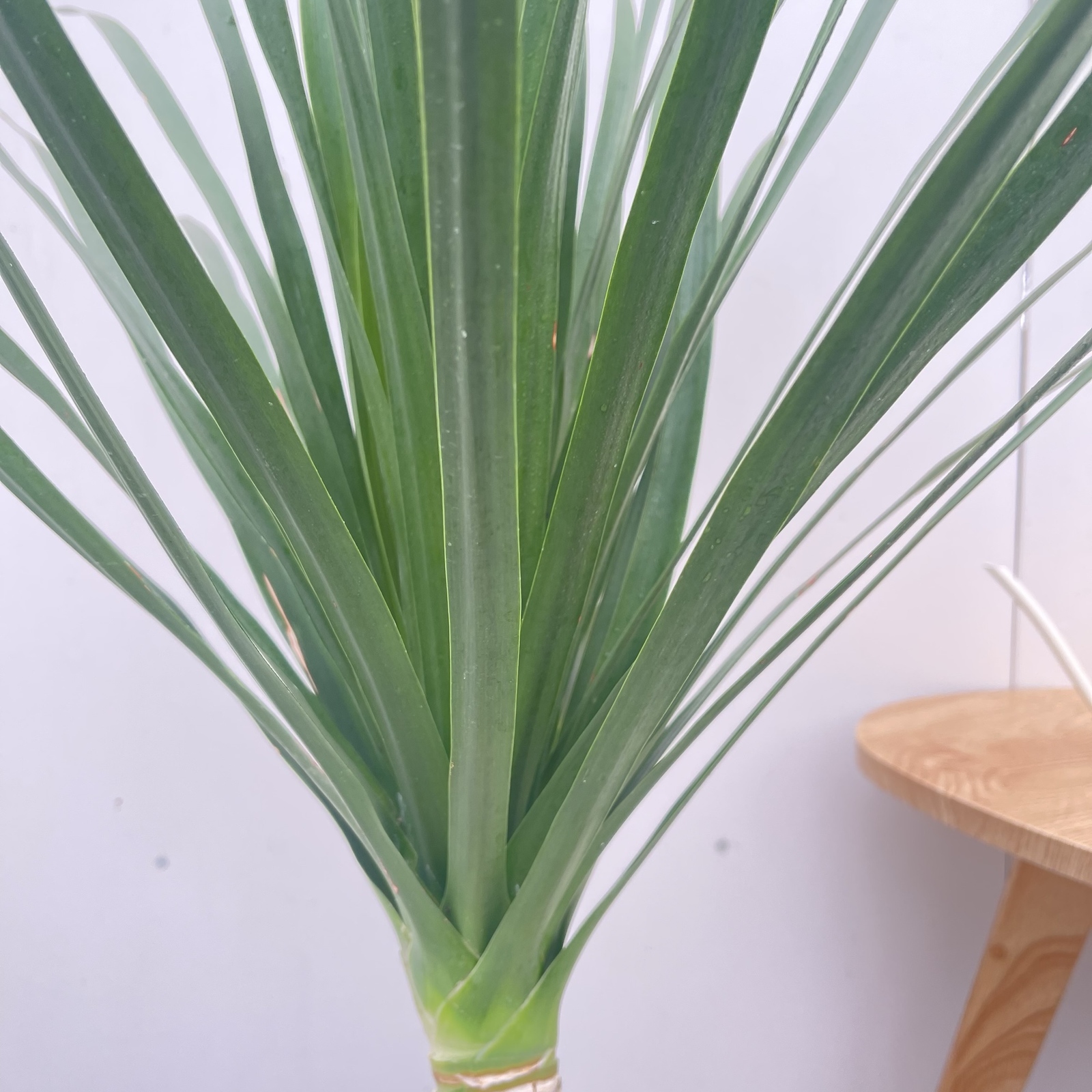ドラセナ カンボジアーナ ブラックパール 35【現品】☆希少☆ 観葉植物