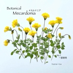 🌼メカルドニア　＊ 押し花