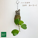 【再販☆ハンギング☆ハートの葉っぱ♥】ハートホヤ　グリーン（コルク付け）mi011225001