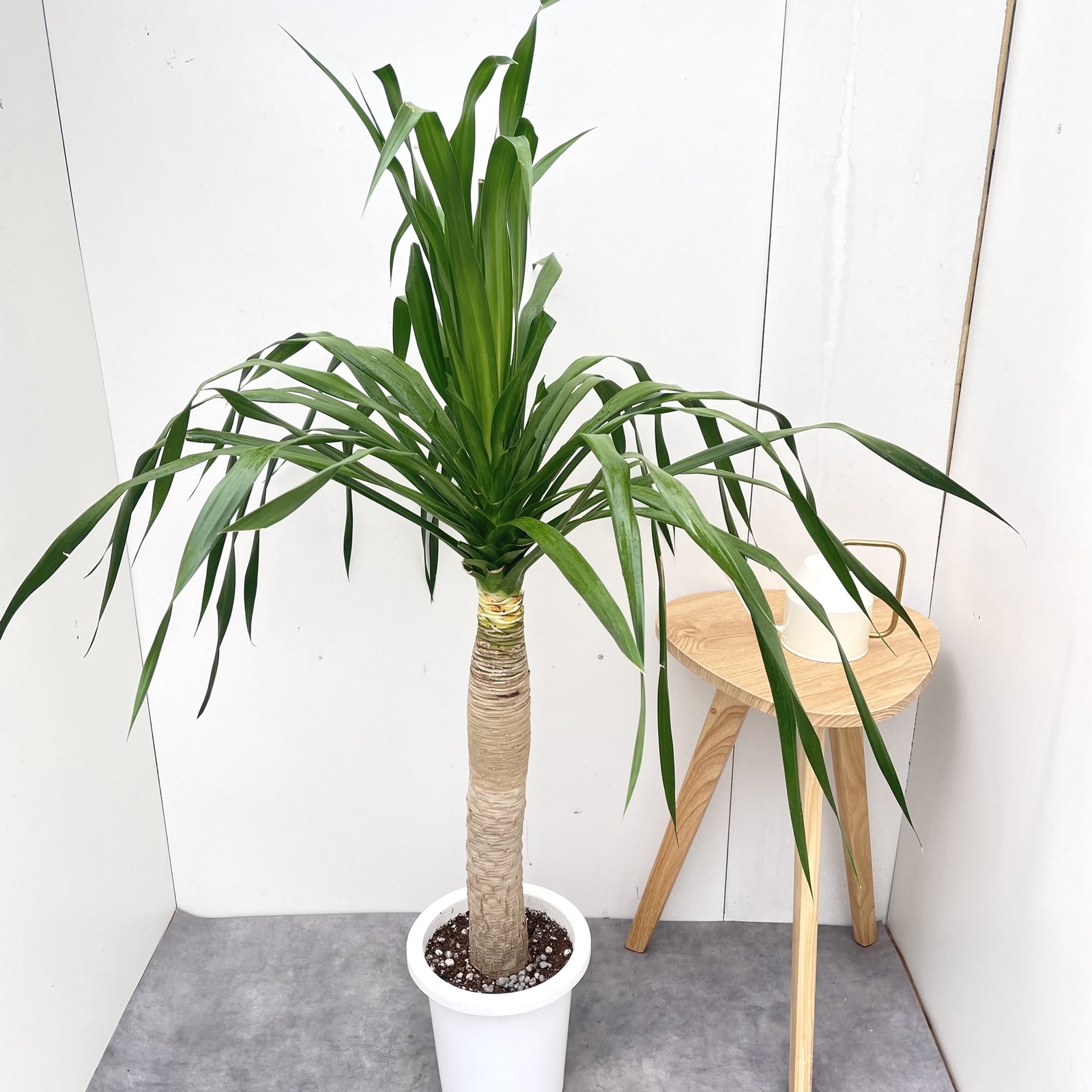ドラセナ　カンボジアーナ　ブラックパール　35【現品】☆希少☆  観葉植物　室内　大型 ドラセナ カンボジアーナ ブラックパール 35【現品】☆希少☆ 観葉植物