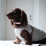 犬服　ワンちゃんの涼しい夏のメッシュ・タンクトップ