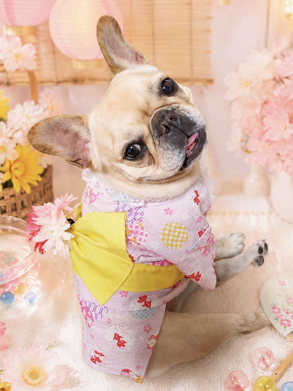 🌧️ 犬用レインコート 🌧️フレンチブルドッグサイズ - 手作り犬服た