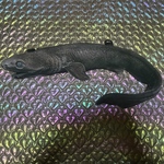 海の生き物シリーズ　ラブカバッグ