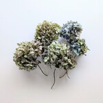 アジサイのドライフラワー（新）