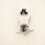 壁を登るゴールデンハムスター(ブラックドミノ)
