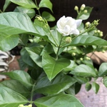 八重ジャスミン♡茉莉花♡ガーデニング