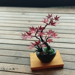 和ミニチュア　紅葉の盆栽