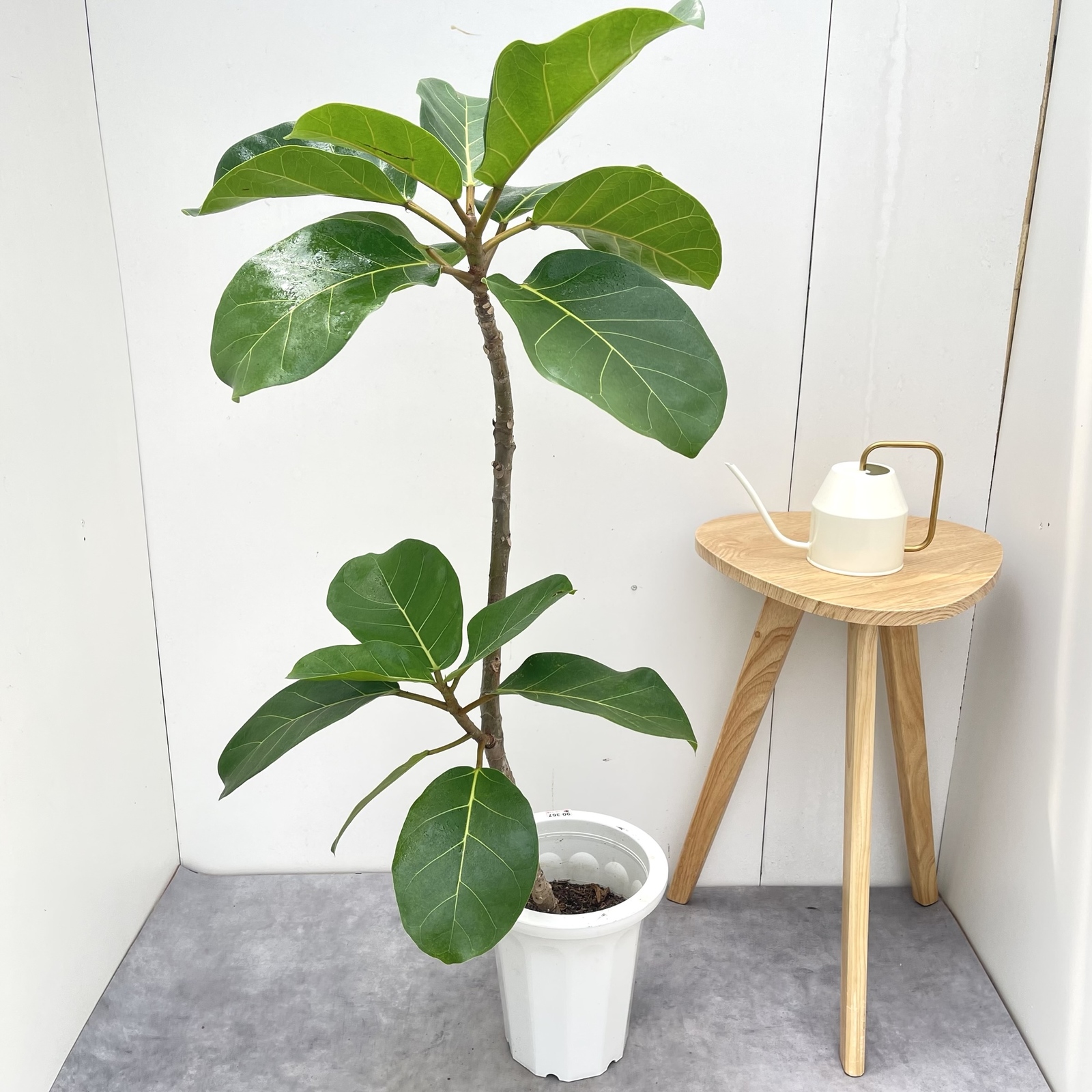 フィカス　アフリカンプリンス【現品】☆希少☆ 観葉植物　室内　大型 9,768円