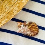 三毛猫ブローチ