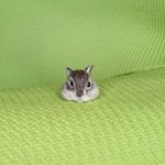 ちびちびシマリス ヘアゴム 羊毛フェルト