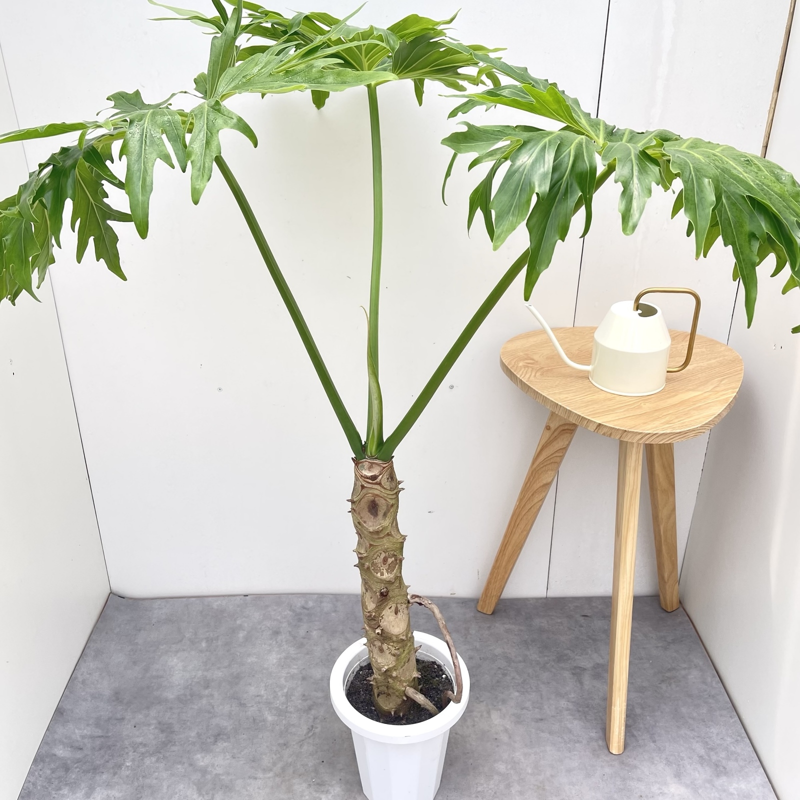 マノラヤシ 斑入り【現品】観葉植物 室内 屋外 大型 - art green