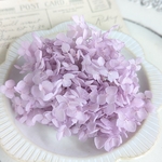 アナベルあじさい   パープル　2g　　　　/プリザーブドフラワー　アジサイ　紫陽花　あじさい　紫　