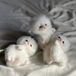 3つ子の白猫の赤ちゃん