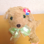 ふんわりベージュのゴールデンレトリバー