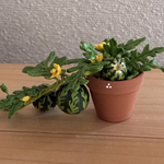 野菜シリーズ　スイカ