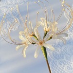 ガラス白い彼岸花のかんざし　シロバナマンジュシャゲ