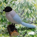 羊毛フェルト☆野鳥　オナガくん