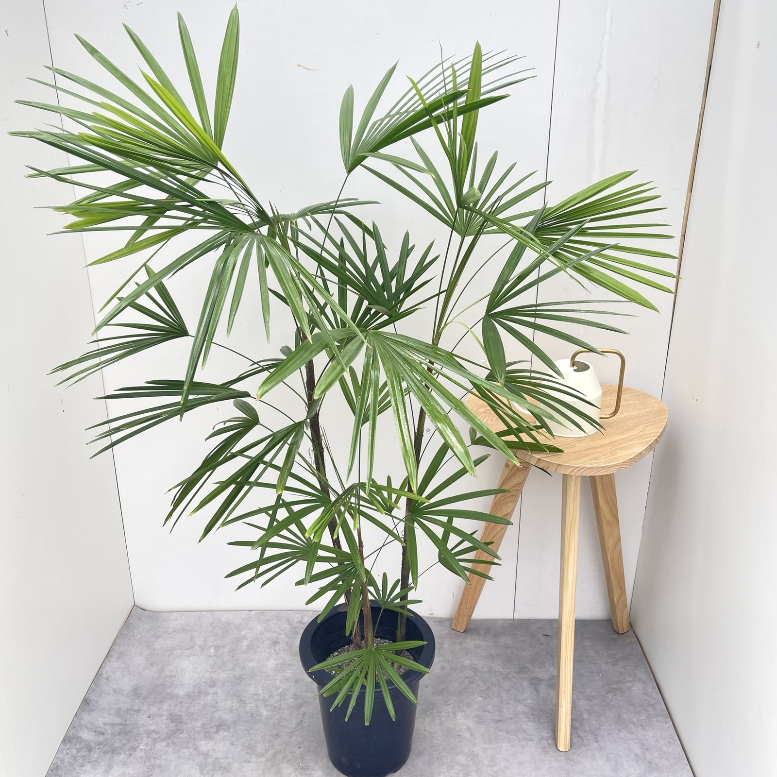 棕櫚竹　シュロチク　ヤシ【現品】観葉植物　室内　大型