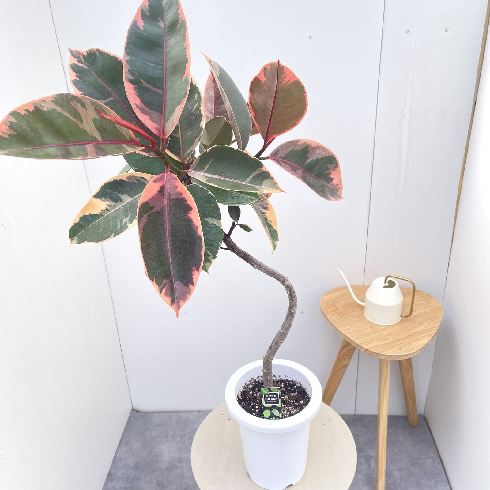 フィカス ルビー 曲がり 18【現品】観葉植物 室内 7号 - art green