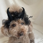 ブラックデビル👿カチューシャ(小さめ)