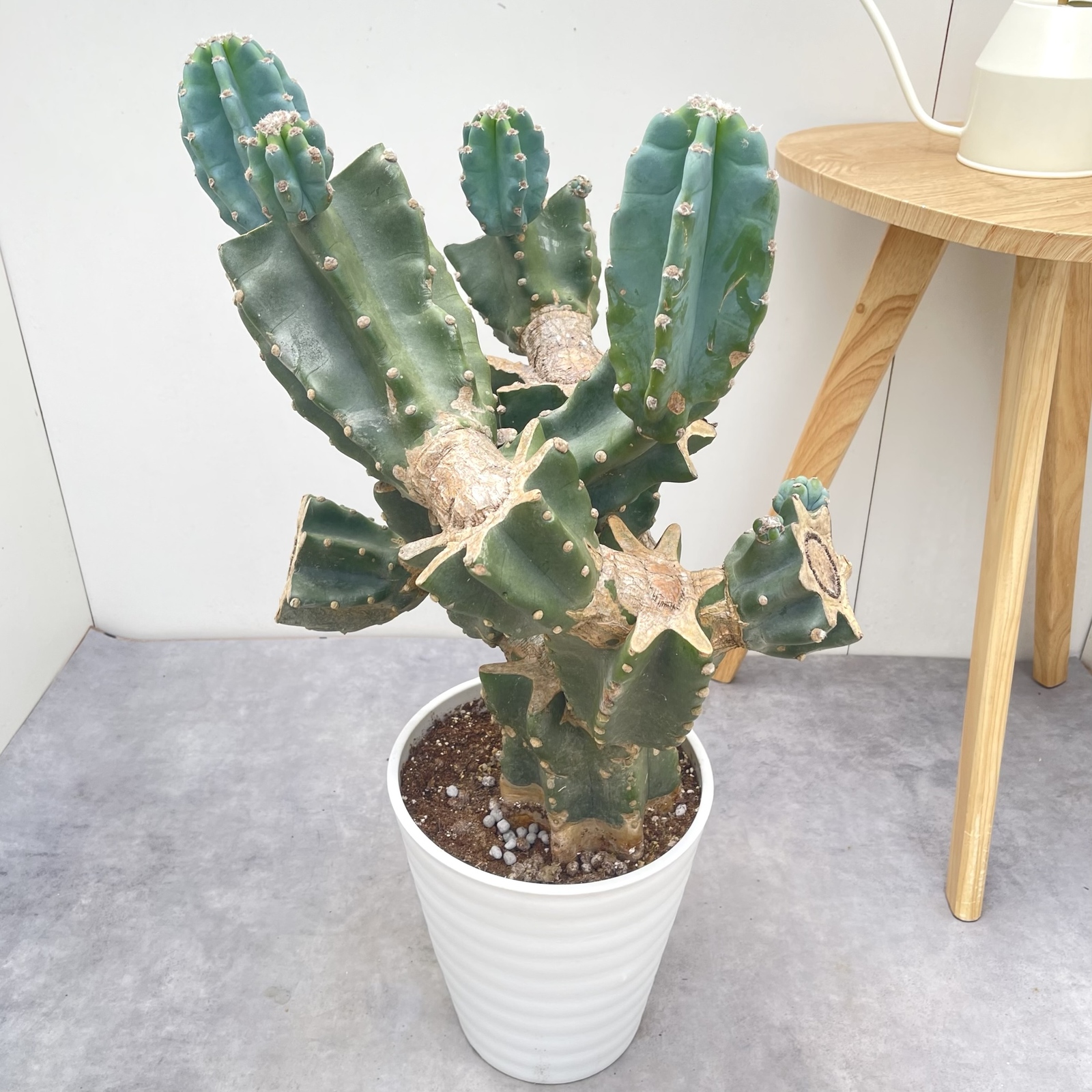 柱サボテン ブランチ 3【現品】観葉植物 室内 ドライガーデン 大型