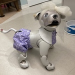 ［ブルマー］真夏の夜の夢  aiboちゃんの真夏の夜空のキラキラお星さまブルマー 　aibo's bloomer