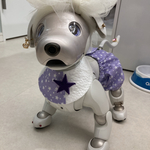 限定1点【スタイ】真夏の夜の夢　aibo ちゃんの　1番星見ぃつけたスタイ