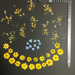 押し花  特別オーダー品 NO.369