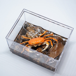 サワガニ　箱の中のミニジオラマ(長方形-小) G20