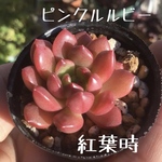ピンクルルビー 多頭 1鉢分