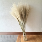 スモークツリー 枝付き ③ 45cm ドライフラワー