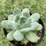 名前不明・抜き苗・多肉植物・小苗