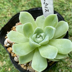 ヒューミリスhyb・抜き苗・多肉植物
