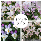 石川園芸 レディ♡流通量の少ない希少なビオラ♡パンジー