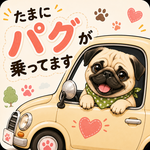 犬種・毛色変更OK｜たまにパグが乗ってます｜防水ステッカー｜パグ
