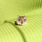 ちびちびシマリス ヘアゴム 羊毛フェルト