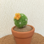 ドット羊毛丸サボテン