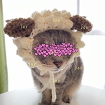 干支.未年.雄羊.正月.新年.1月.ニット帽.猫.被り物.コスプレ.毛糸