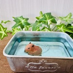 【1点もの】水中を歩くカピバラの赤ちゃん(置物/小物入れ)
