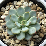 超レア品種！【現品】 ★美紫妃 多肉植物 自家繁殖 国産
