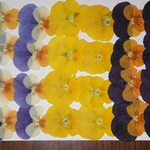 押し花商品【ビオラ　３種類】