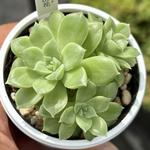 レア品種！【現品】 ★石の花（多頭）多肉植物 自家繁殖 国産