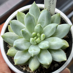 人気品種！【現品】 ★ライラックミスト 多肉植物 自家繁殖 国産