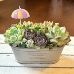 受注制作　可愛い寄せ植え　多肉植物寄せ植え　初夏　しょかぁ！
