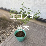 ドライフラワー リース土台  スモークツリーの枝 ハツユキカズラ 2台 麻紐付き